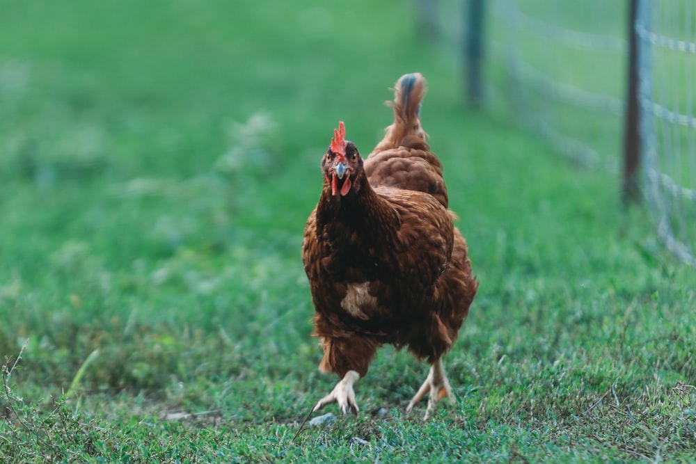 Un pollo marrón caminando por un exuberante campo verde