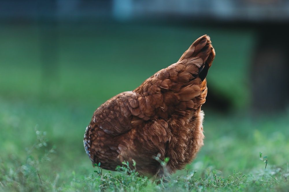 a brown chicken standing on top of a lush green field