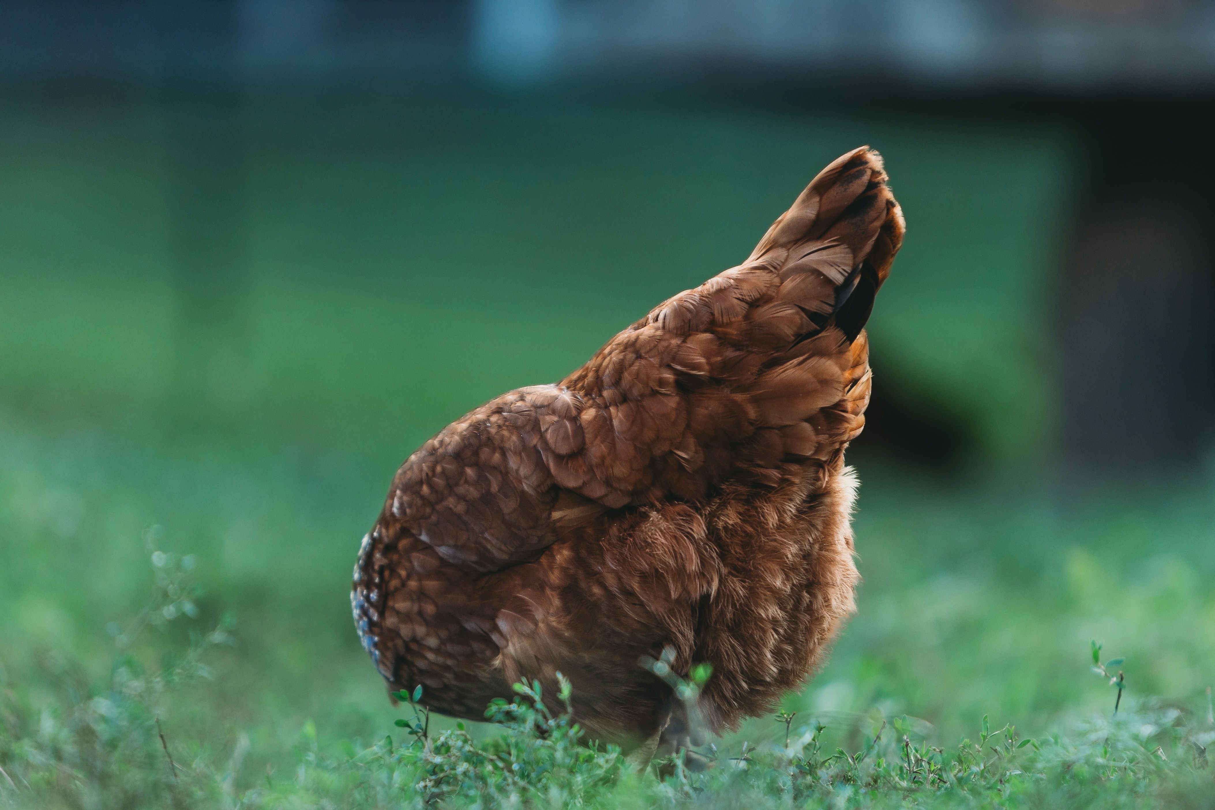 Guess What? Chicken Butt.