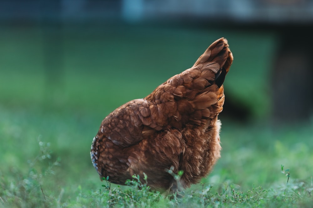 Un pollo marrón parado en la cima de un exuberante campo verde