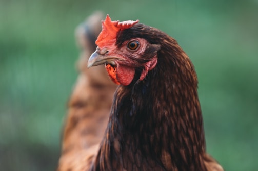 A brown chicken is prominently featured against a blurred, green background. The focus is on the chicken's face, showing its red comb and detailed feathers.