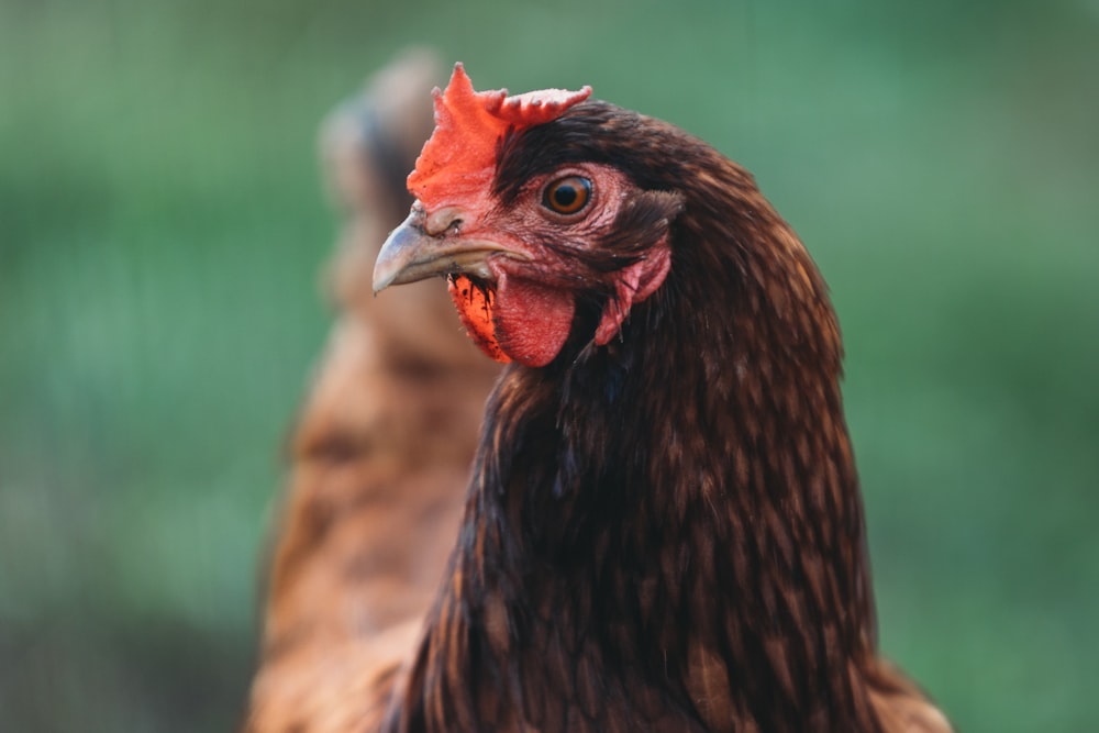 a close up of a rooster with a blurry background