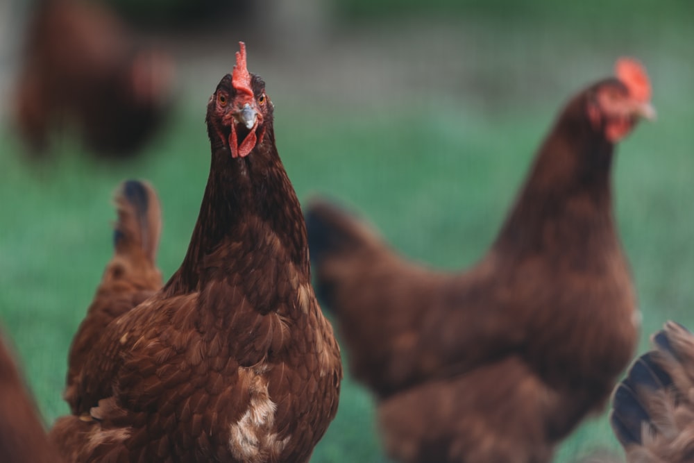 a group of brown chickens standing on top of a grass covered field