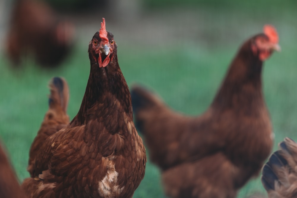Un grupo de pollos marrones parados en la parte superior de un campo cubierto de hierba