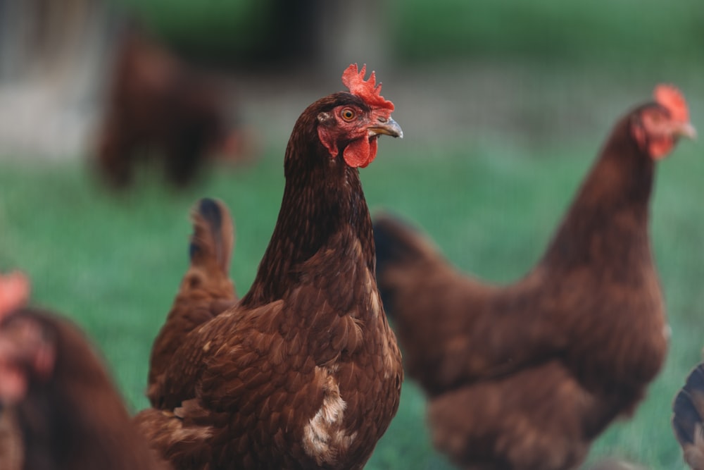 a group of chickens standing on top of a lush green field