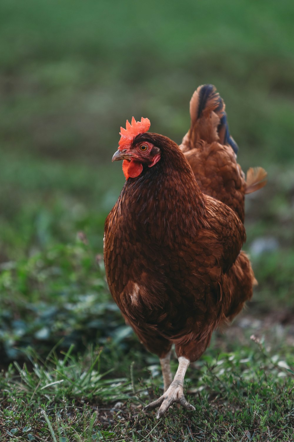 a brown chicken standing on top of a lush green field