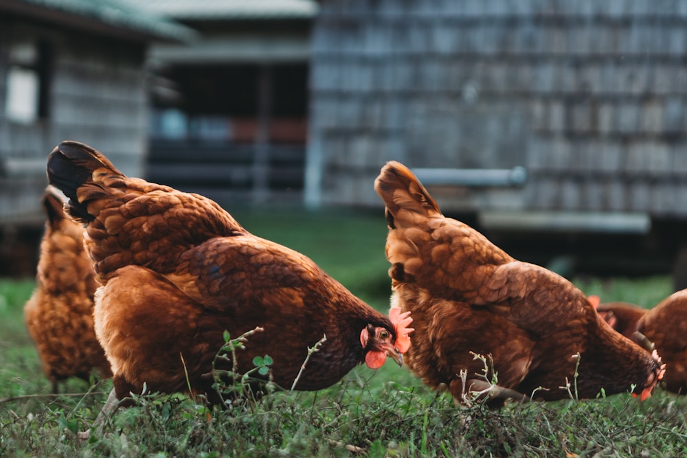 a group of chickens standing on top of a lush green field