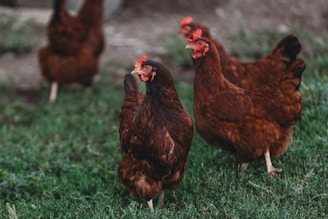 a group of chickens standing on top of a lush green field