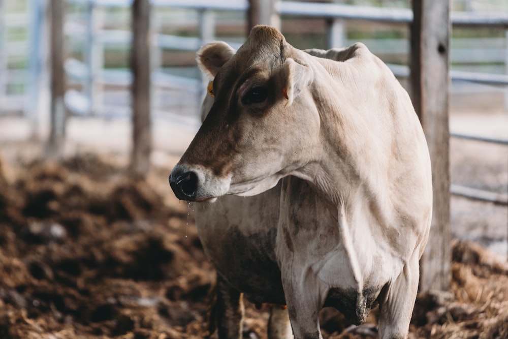 a brown and white cow standing in a pen