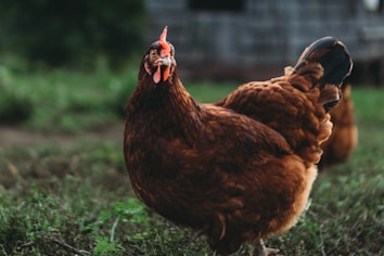 A close-up of a brown chicken standing on grass. The background shows a blurred, rustic structure, possibly a chicken coop, hinting at a farm setting. The chicken looks alert, with detailed feathers visible.