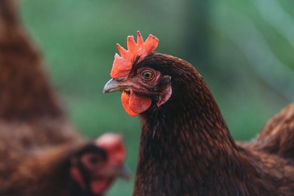 a close up of a rooster looking at the camera