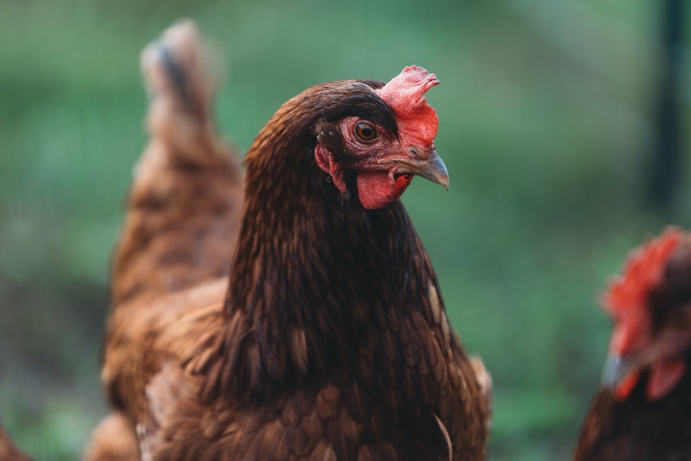 a group of chickens standing next to each other