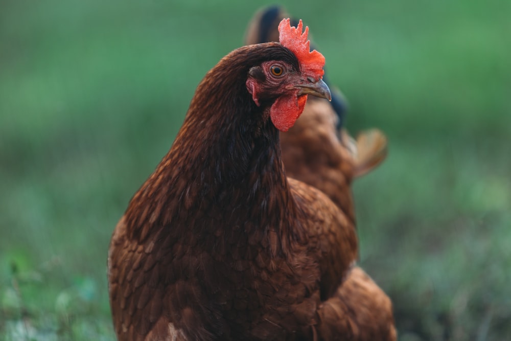 a close up of a rooster in a field