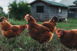 Rows of lively chickens pecking around in a spacious outdoor coop.