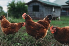 Happy chickens roaming freely near a rustic wooden coop, part of the village’s animal husbandry efforts.