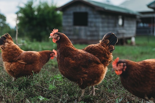 a group of chickens standing on top of a grass covered field