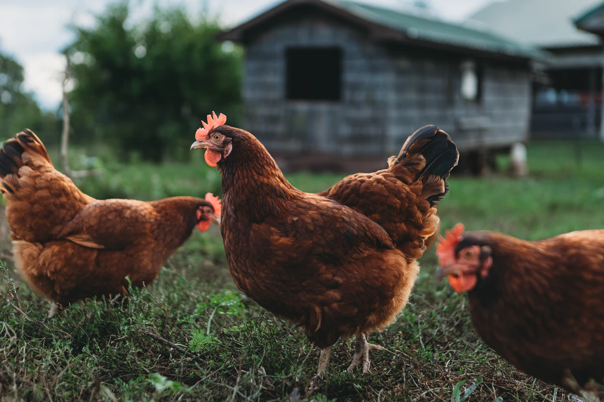 Brown hens on grass in front of a farm barn