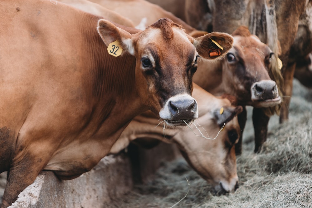 Un gruppo di mucche brune in piedi l'una accanto all'altra