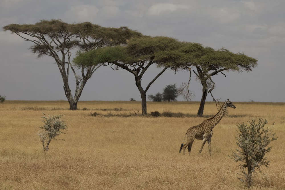 a giraffe standing in the middle of a field