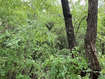 A lush green forest with dense foliage featuring various shades of green. The foreground includes multiple trees with brown, textured bark and surrounding vegetation, creating a dense and vibrant natural landscape.