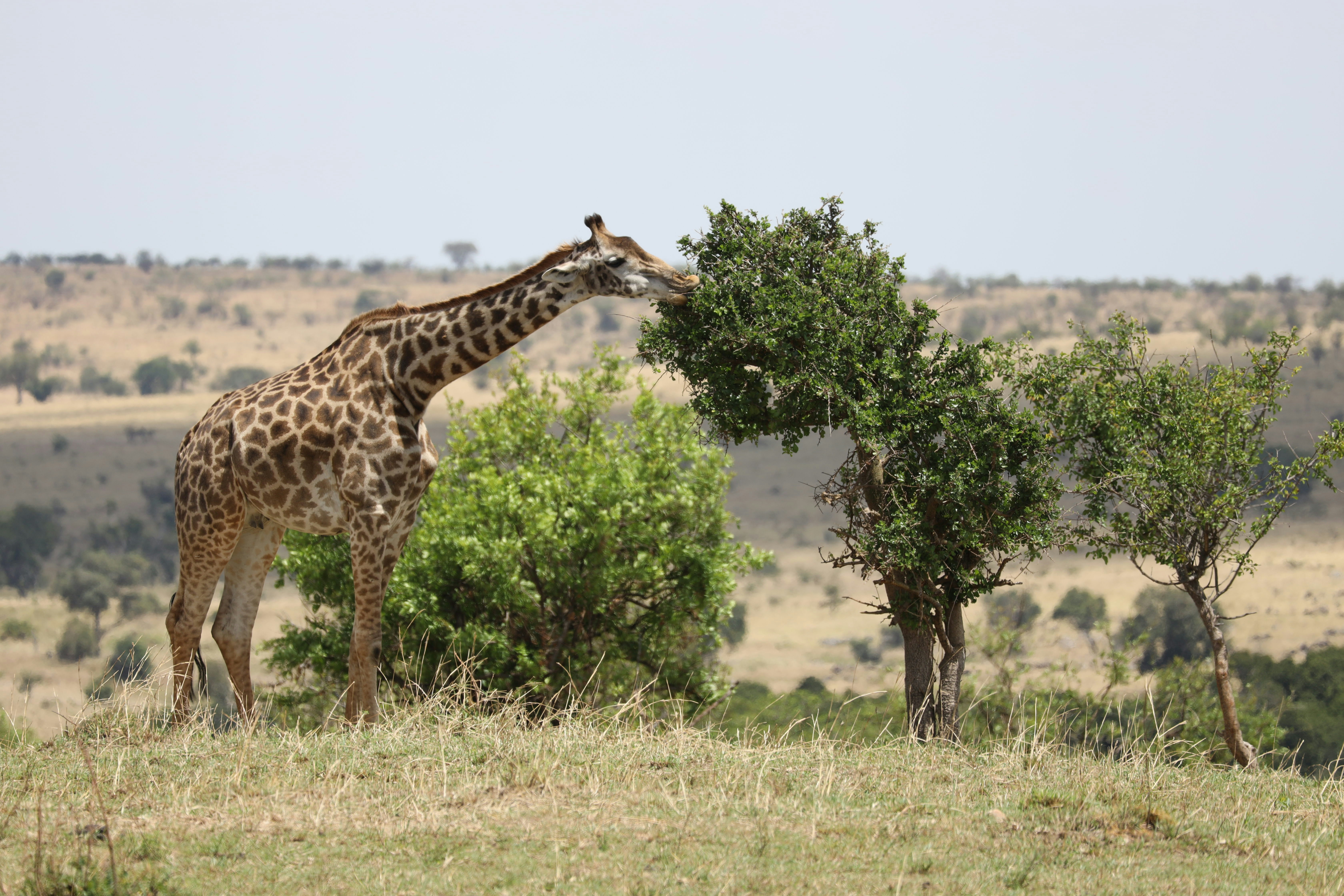 A giraffe eating leaves off of a tree photo – Free Plana del serengueti ...