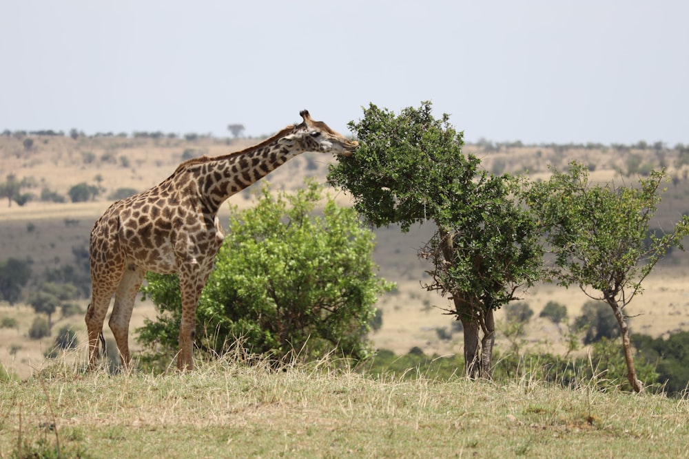 a giraffe eating leaves off of a tree