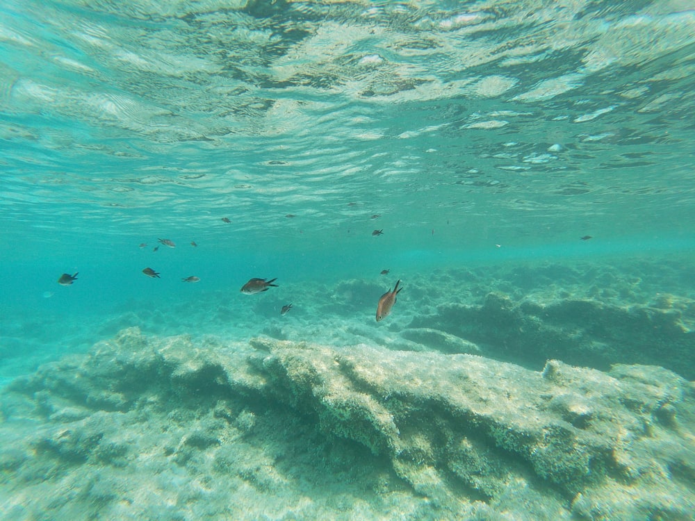 a group of fish swimming over a coral reef