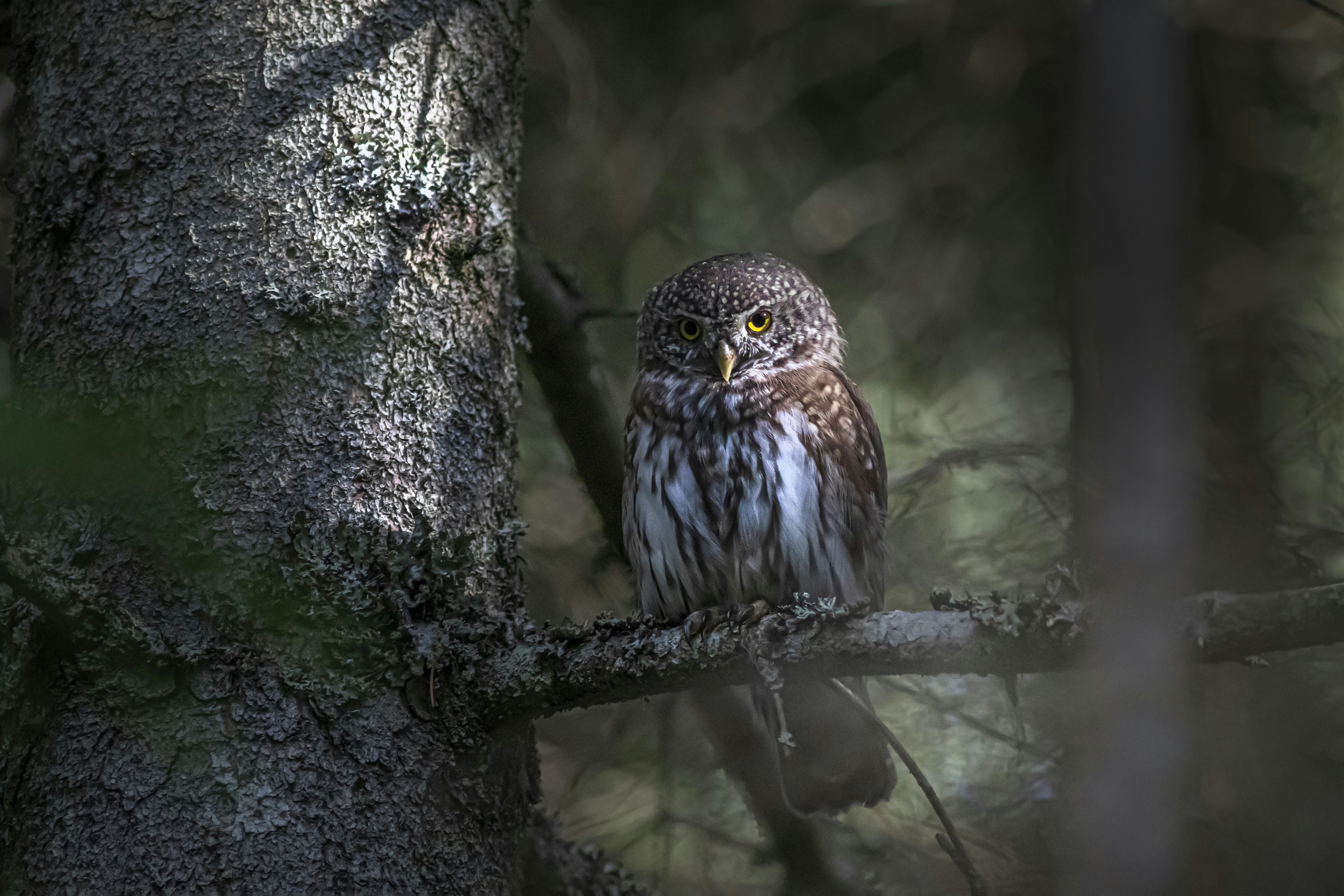 Photo by erik_karits