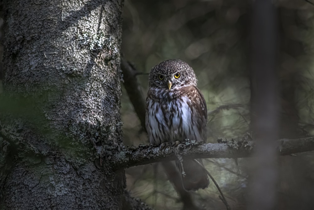 an owl is perched on a tree branch