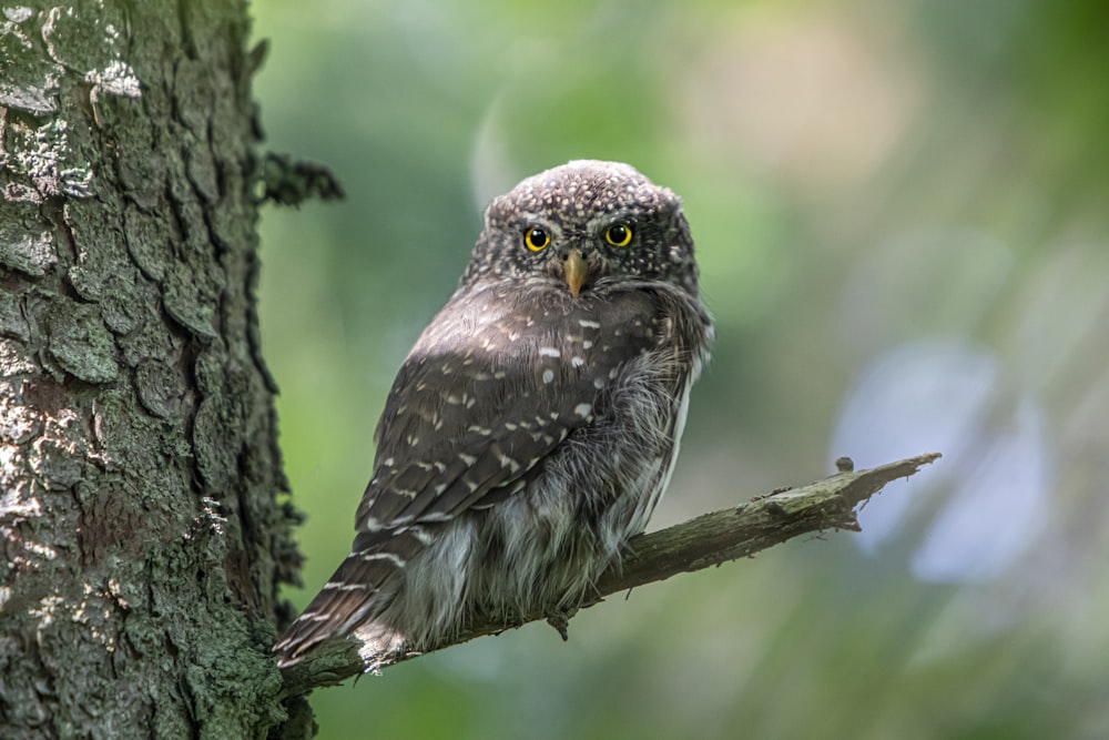 an owl is perched on a tree branch