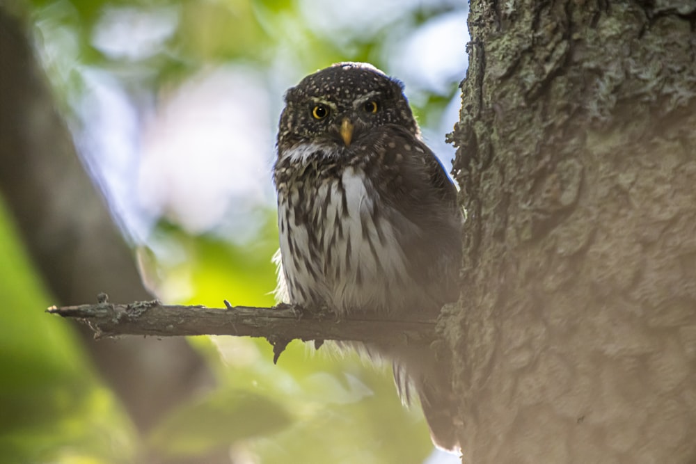 a small bird perched on a tree branch