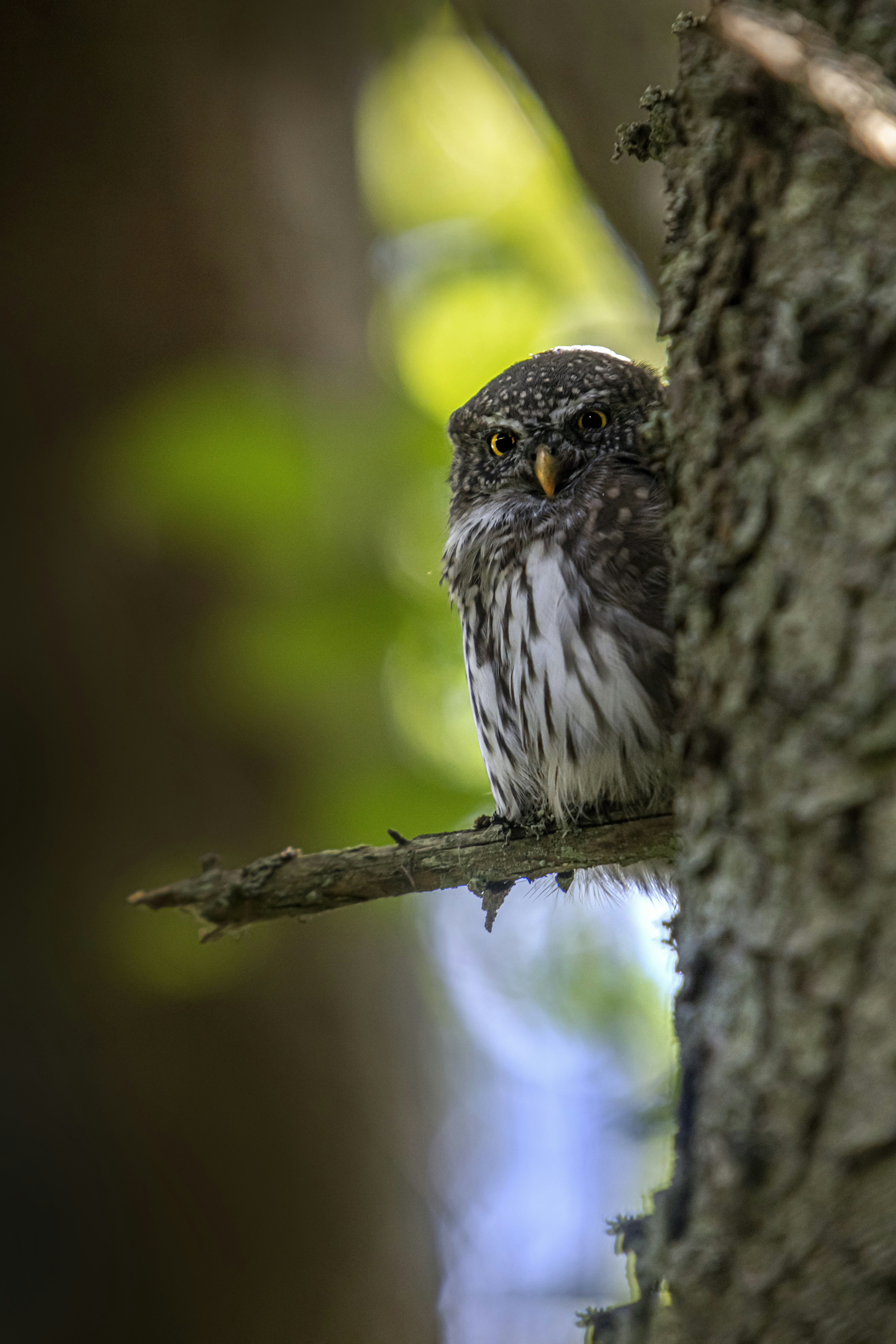 Photo by erik_karits