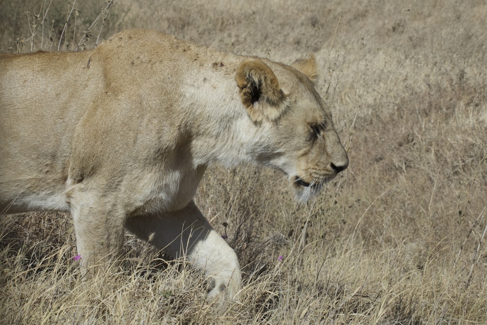 a lion walking through a dry grass field