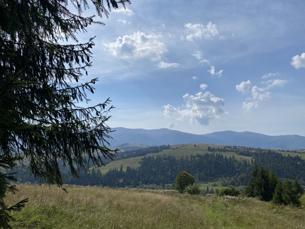 a grassy field with trees and mountains in the background