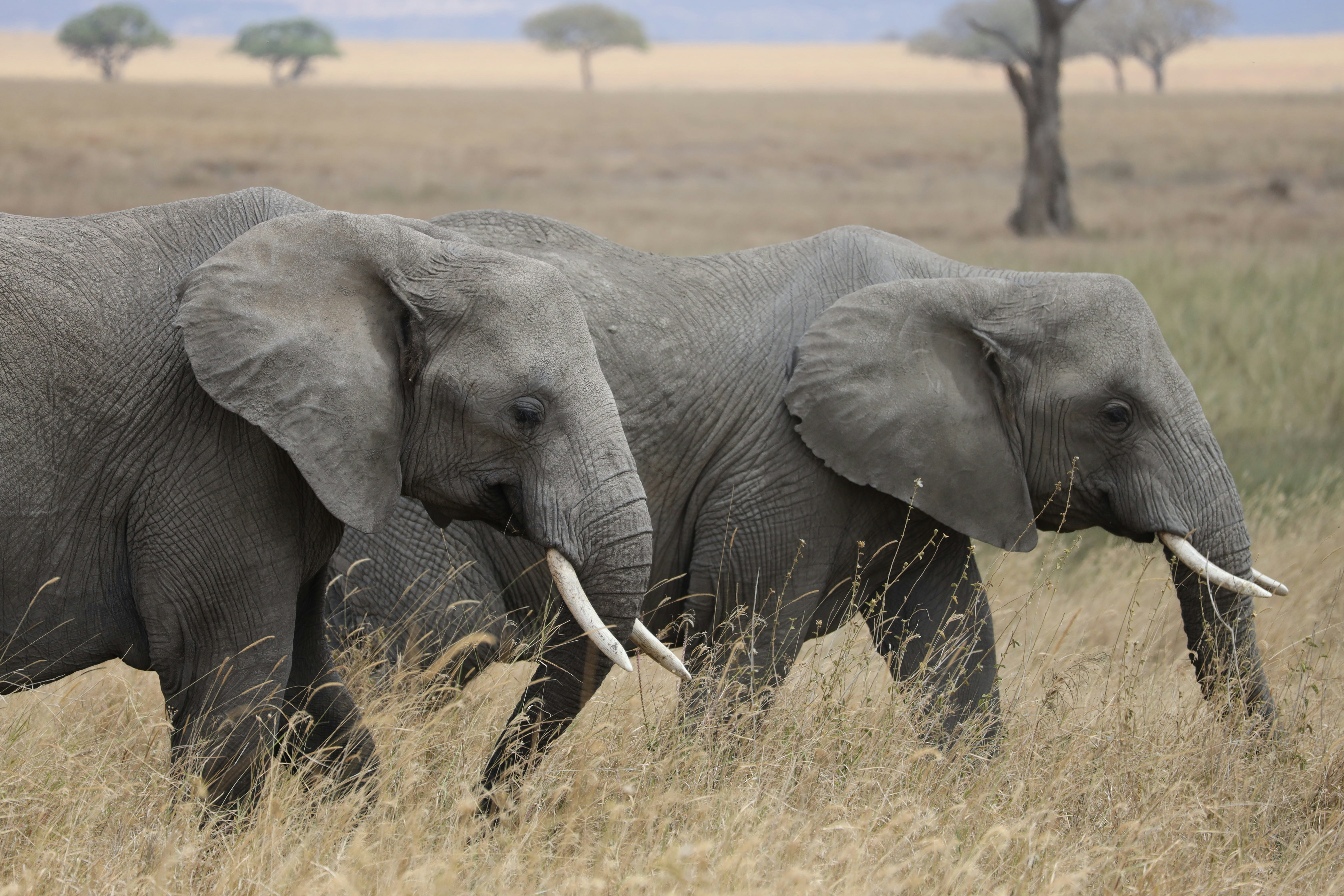 a couple of elephants walking across a dry grass field