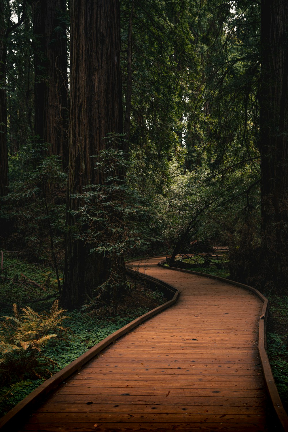 a wooden path in the middle of a forest