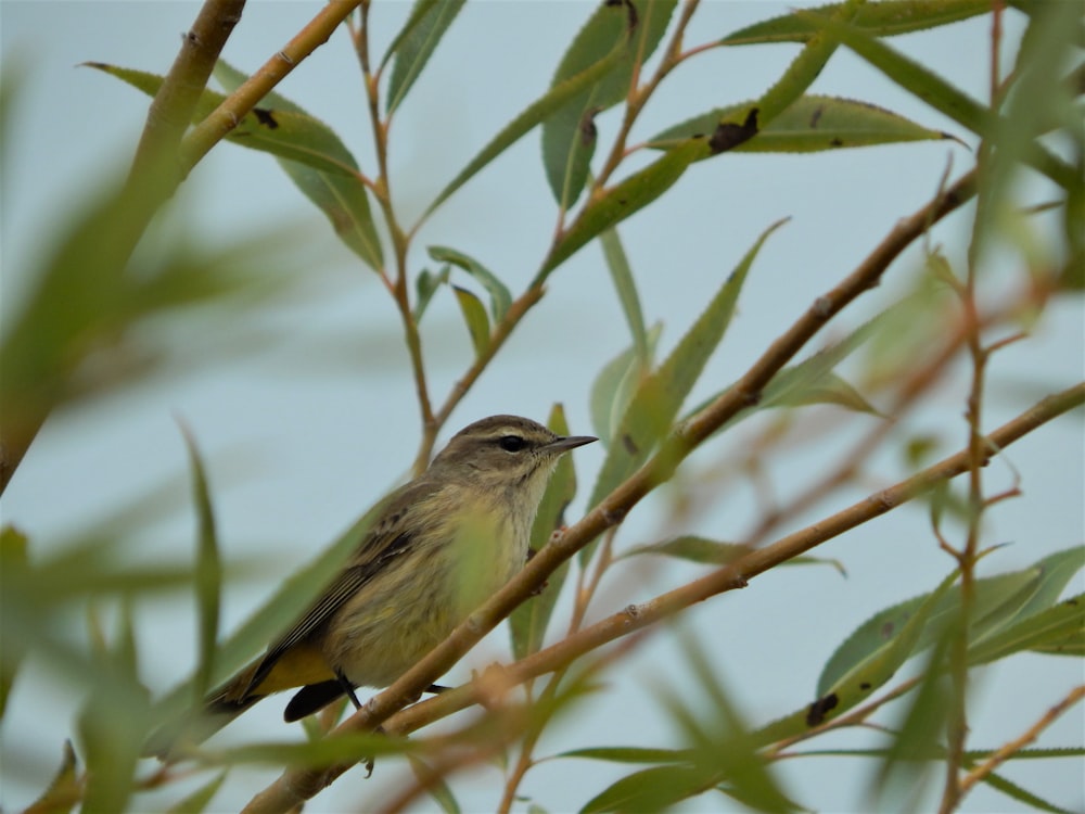 a small bird perched on top of a tree branch