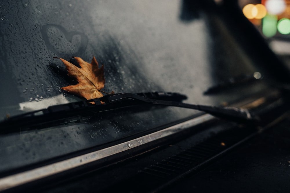 a leaf that is sitting on the hood of a car