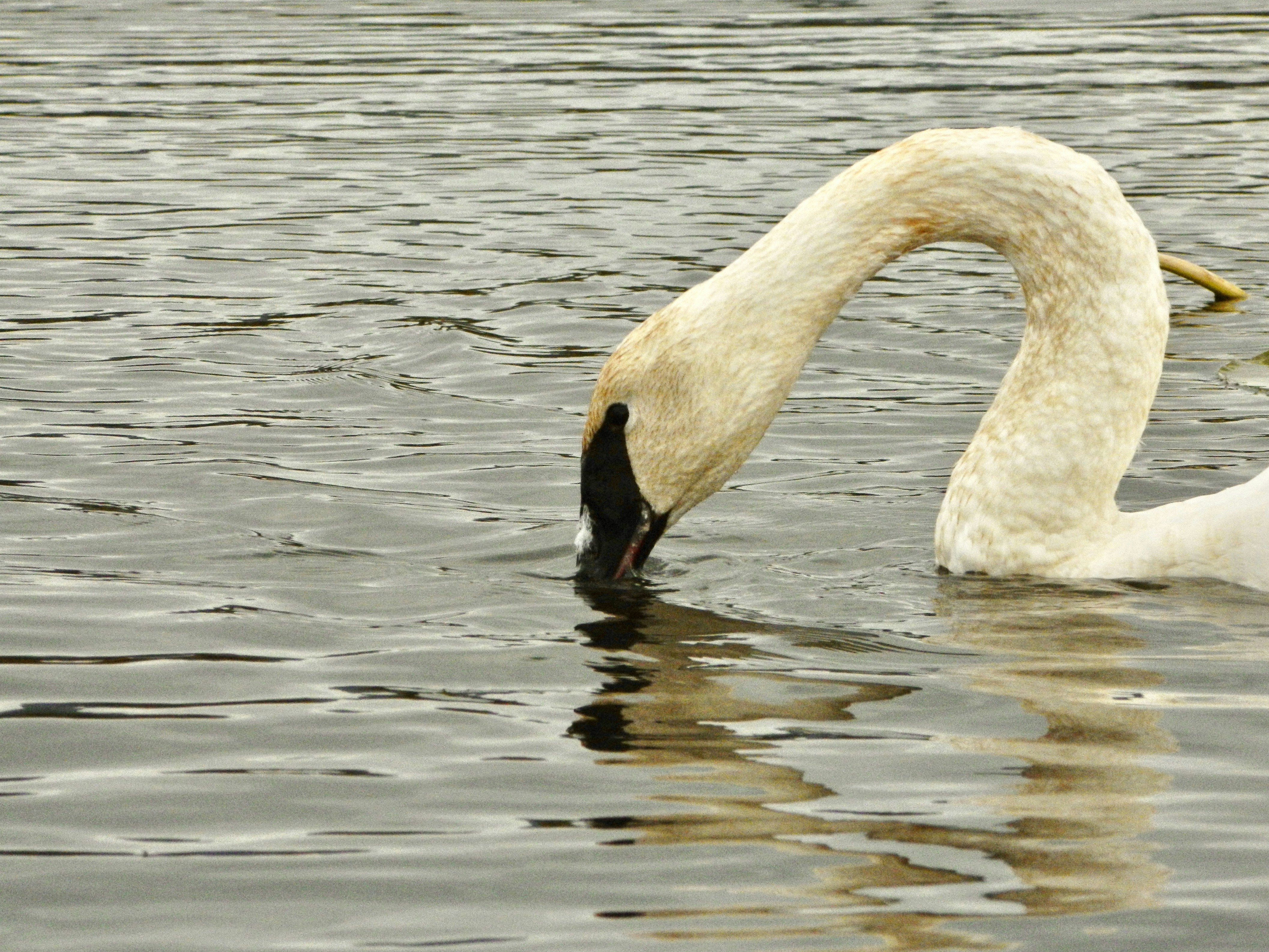a swan with its head in the water