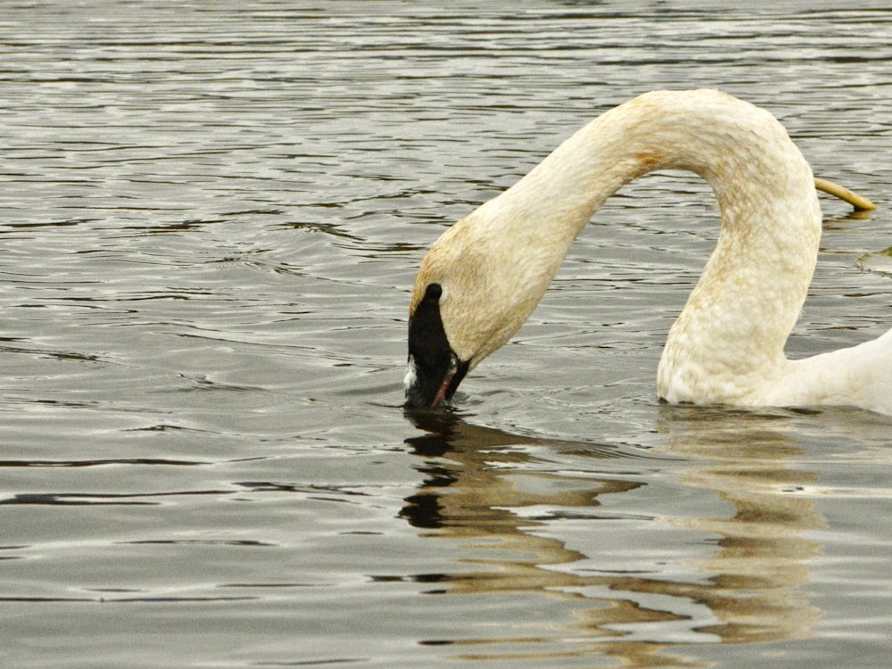 a swan with its head in the water