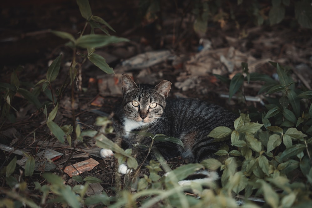 a cat is laying in the leaves of a bush