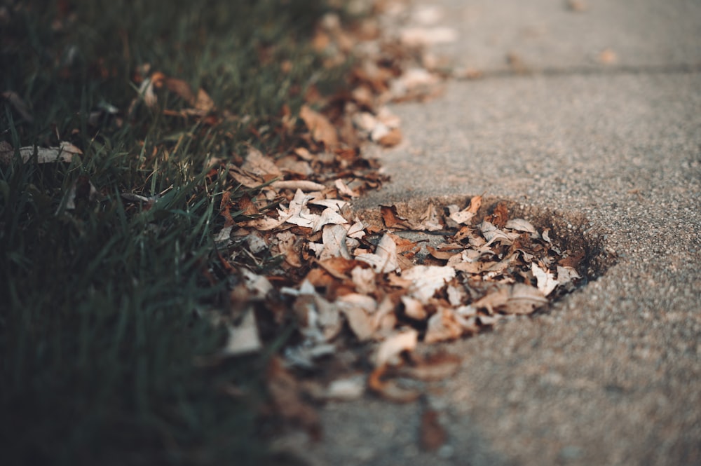 a pile of leaves sitting on the side of a road