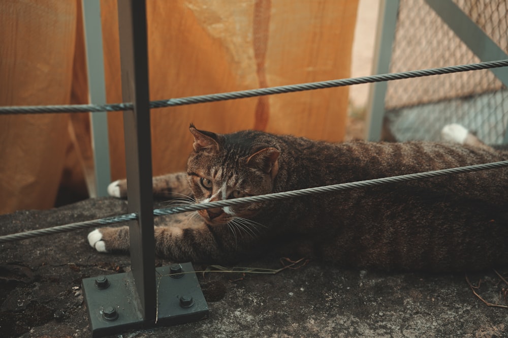 a cat that is laying down on the ground