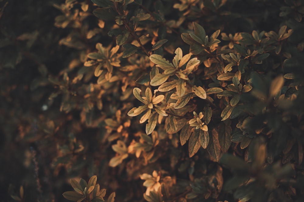 a close up of a bush with lots of leaves