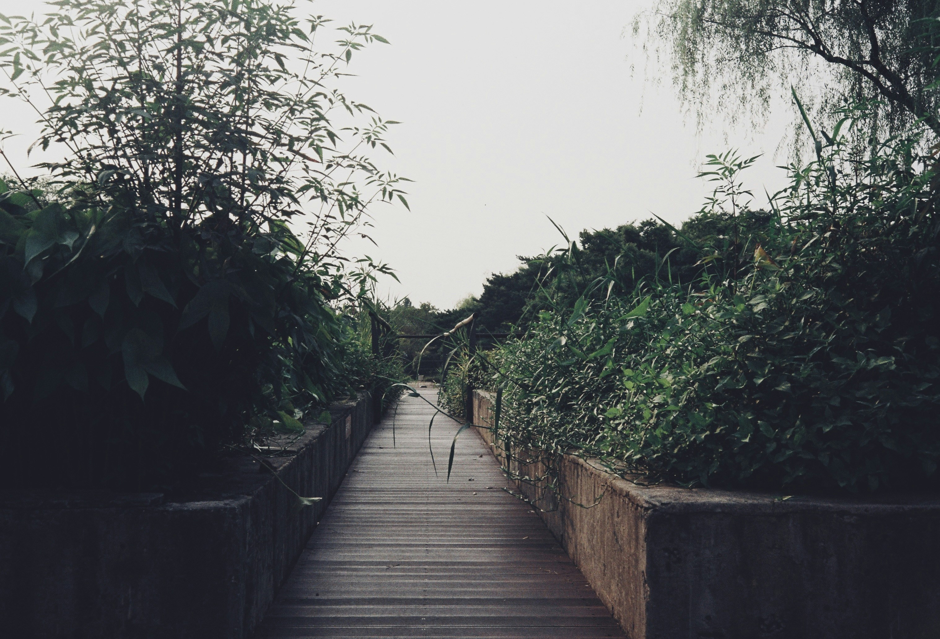 a wooden walkway leading to a lush green garden, 
