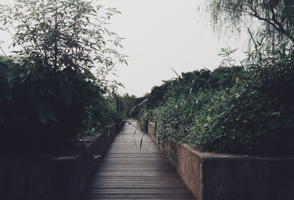 a wooden walkway leading to a lush green garden