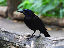 a black bird sitting on top of a tree branch