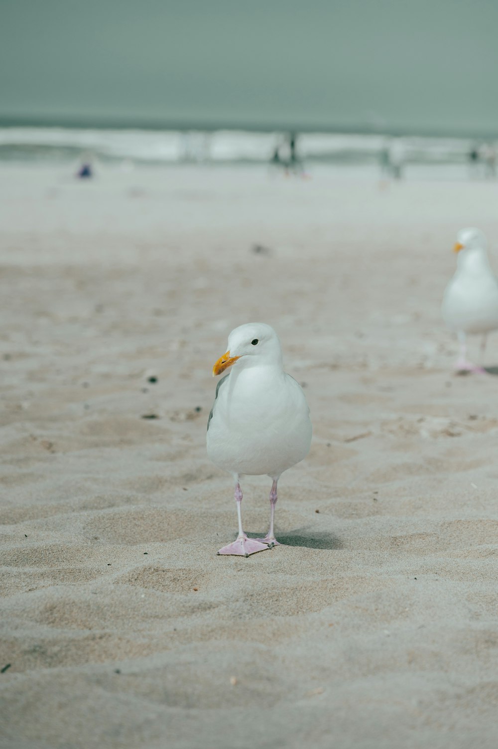 a group of seagulls standing on top of a sandy beach