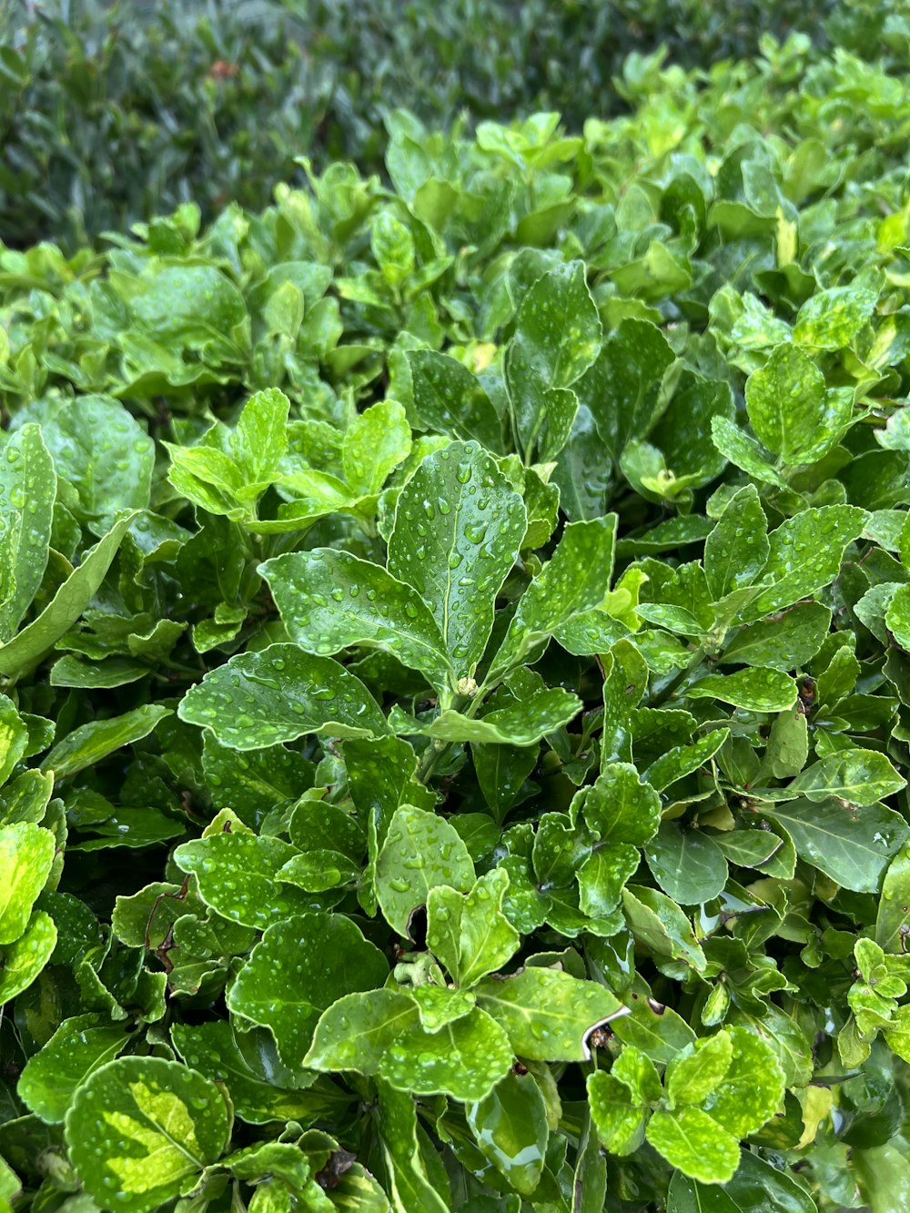 a close up of a bush with green leaves