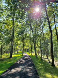 A peaceful village path lined with green trees and soft sunlight filtering through, evoking calm and trust.